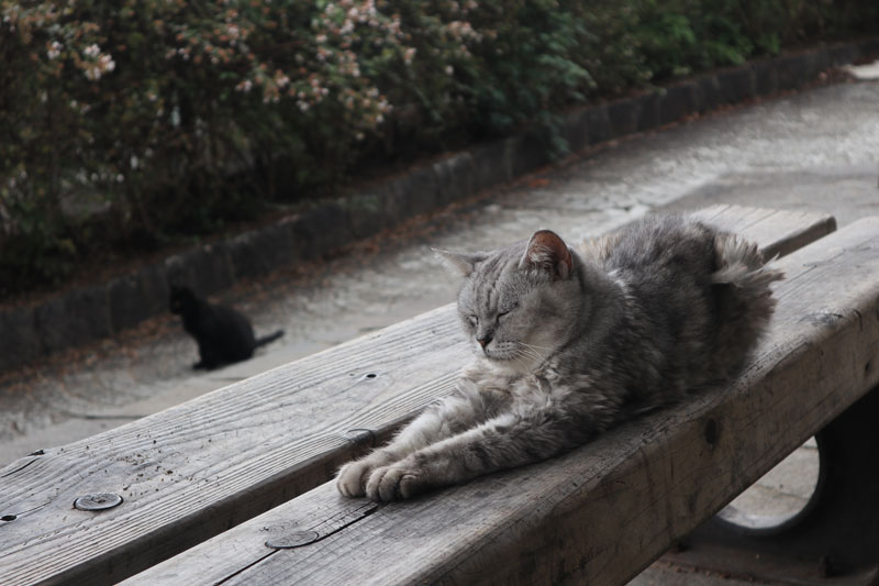 千光寺道のベンチと猫