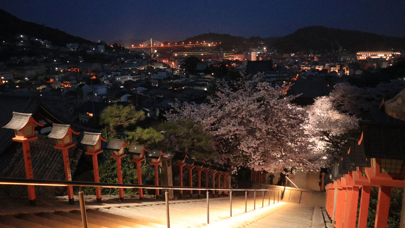 尾道西國寺の夜桜