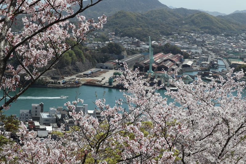 千光寺山公園の桜
