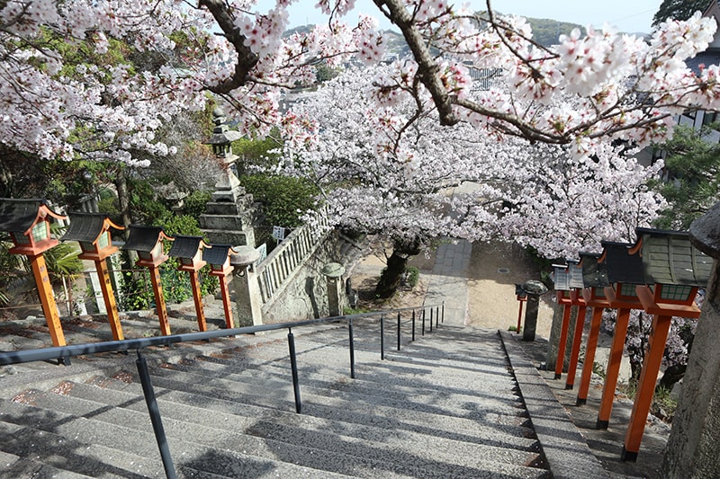 西国寺の桜