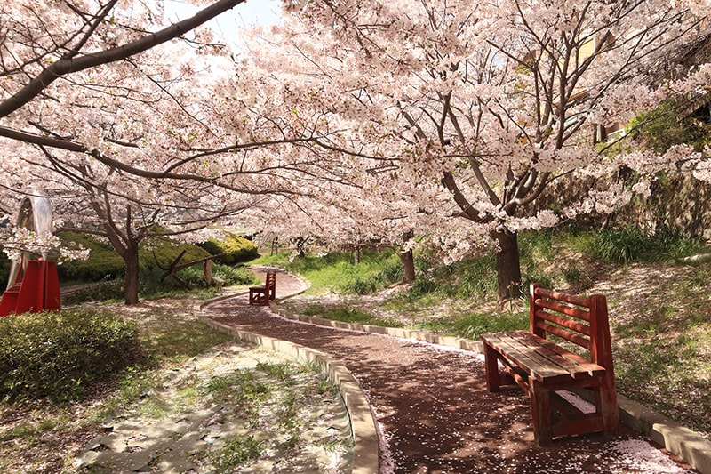 千光寺山公園「恋人の広場」の桜