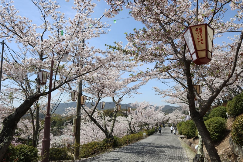千光寺山の桜