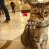 【イスタンブール観光】アヤソフィア博物館と猫のグリさん